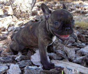 AdorableFrenchBulldogPuppiesGirls